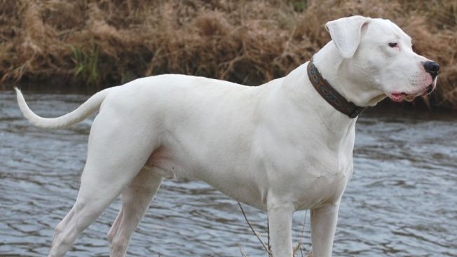 The Dogo Argentino is a large, white, muscular dog that was developed in Argentina primarily for the purpose of big-game hunting, including wild boar;...